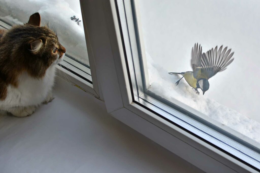 bird-flying-into-a-window-with-a-cat-watching