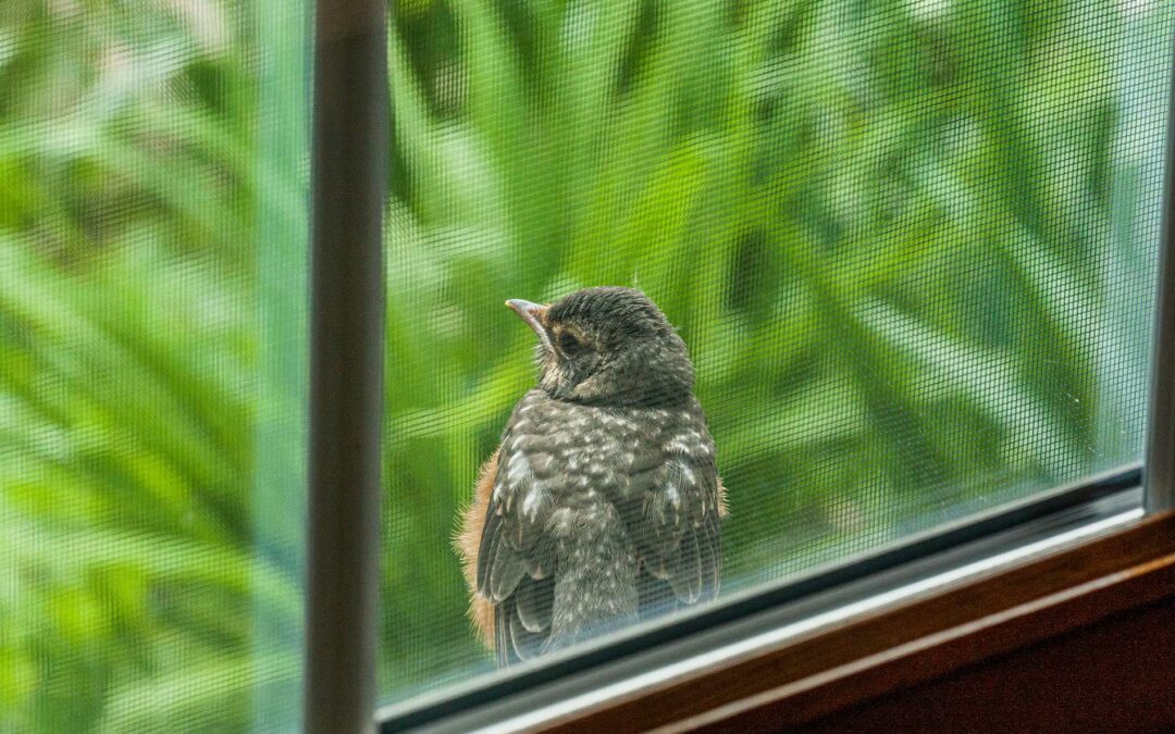 How can I stop birds from flying into my windows?