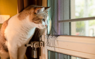 Keep the Bugs Outside: Why Screen Repairs Are a Must This Summer