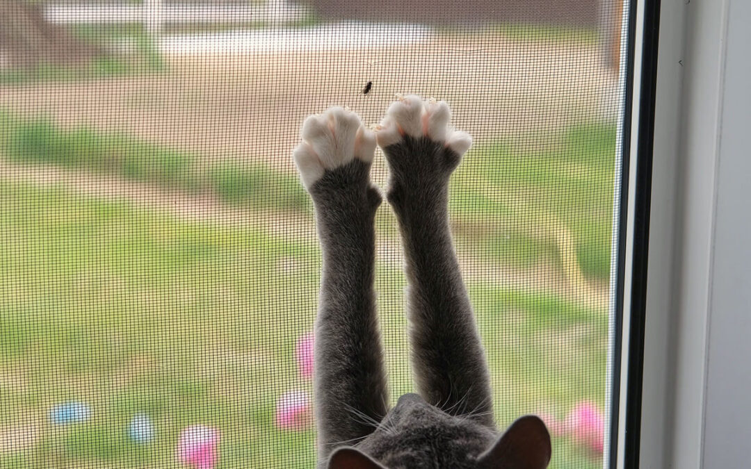 Cat is Playing with a Small Flying Beetle on the mosquito net